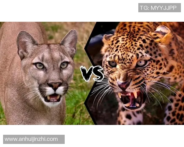 韦拉克鲁斯与美洲狮2018年精彩对决回顾与分析